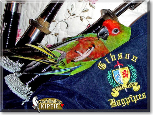 Kippie, the Pet of the Day Kippie, the Pet of the Day