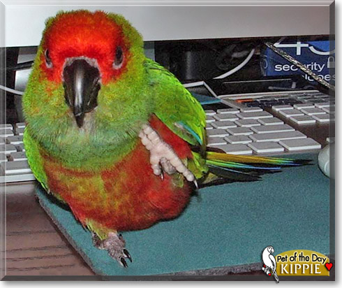 Kippie, the Pet of the Day Kippie, the Pet of the Day