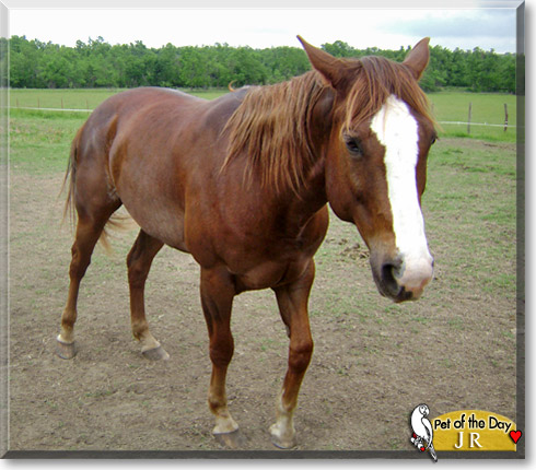 JR, the Pet of the Day