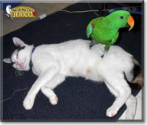 Jerico, the Pet of the Day