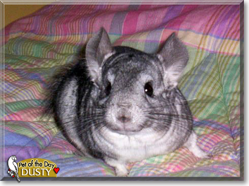 Dusty, the Pet of the Day