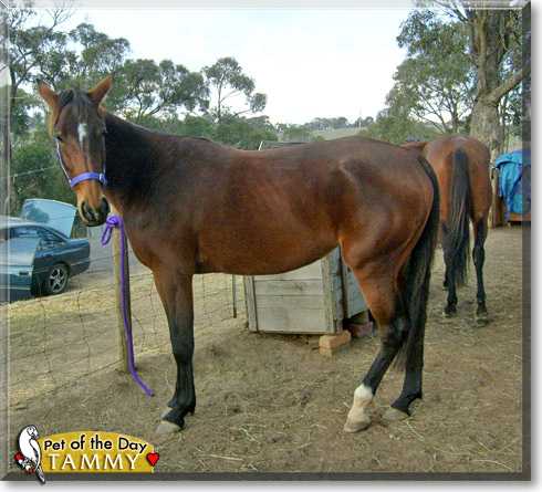 Tammy, the Pet of the Day