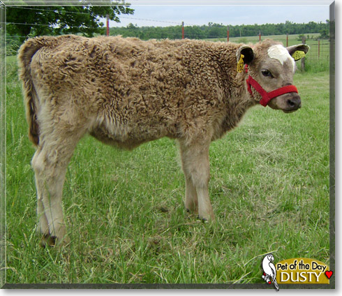 Dusty, the Pet of the Day