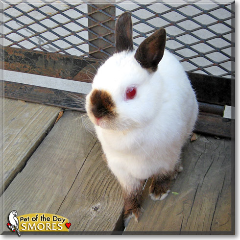 Smores, the Pet of the Day