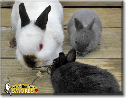 Smores, the Pet of the Day
