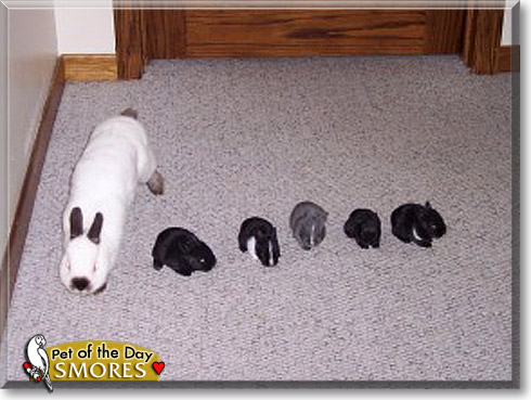 Smores, the Pet of the Day