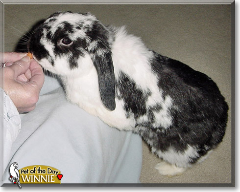 Winnie, the Pet of the Day