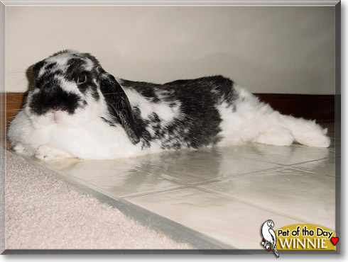Winnie, the Pet of the Day