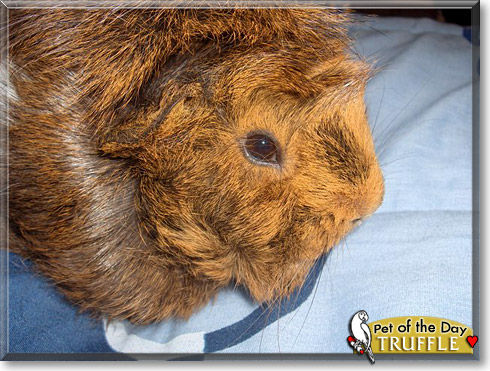 Truffle, the Pet of the Day