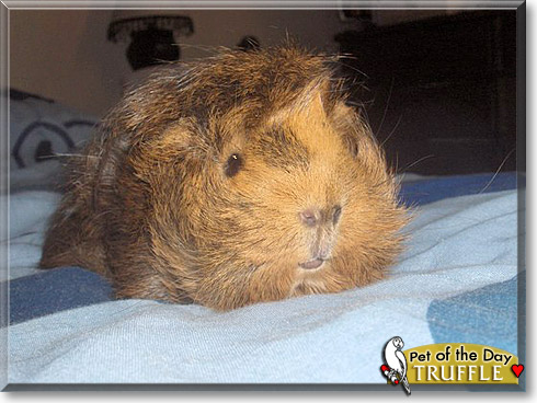 Truffle, the Pet of the Day