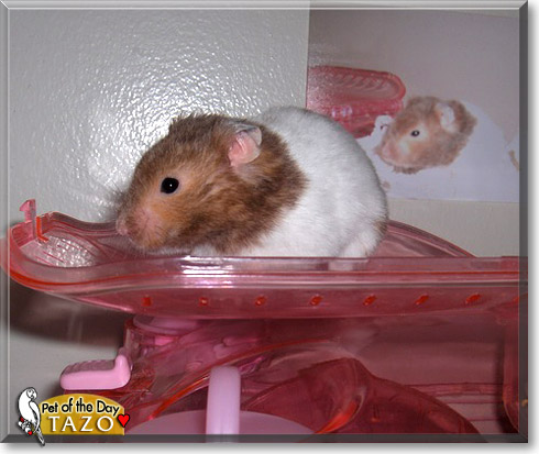 Tazo, the Pet of the Day Tazo, the Pet of the Day
