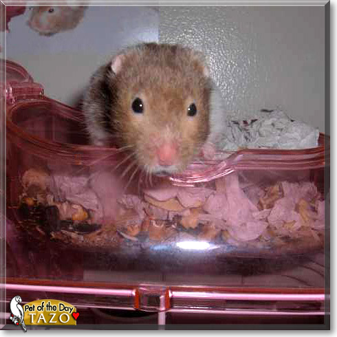Tazo, the Pet of the Day Tazo, the Pet of the Day