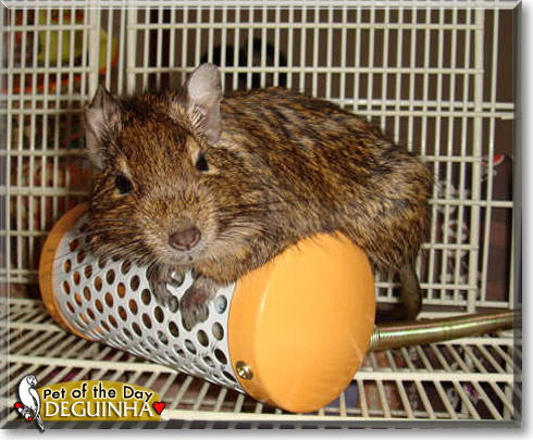 Deguinha, the Pet of the Day