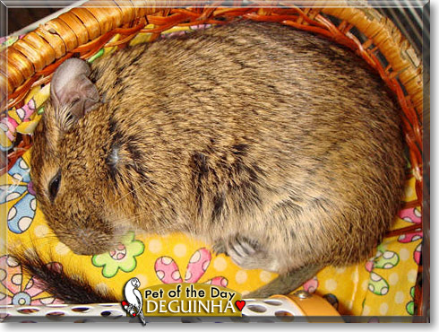Deguinha, the Pet of the Day