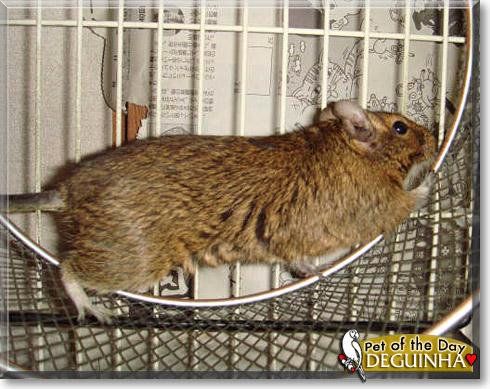 Deguinha, the Pet of the Day