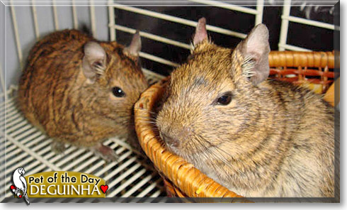 Deguinha, the Pet of the Day