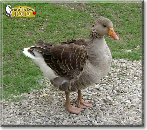 Jojo, the Pet of the Day Jojo, the Pet of the Day