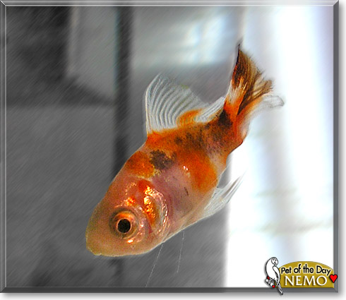 Nemo, the Pet of the Day