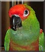 Kippie
