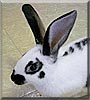 Mr. Buggs