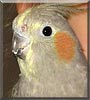 Liefie