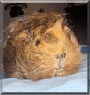 Truffle