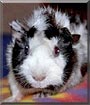 Oreo