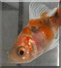 Nemo