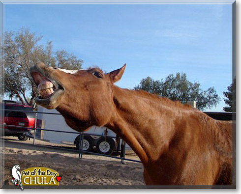 Chula, the Pet of the Day