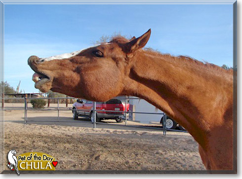Chula, the Pet of the Day