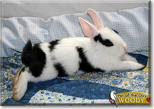 Woody, the Pet of the Day