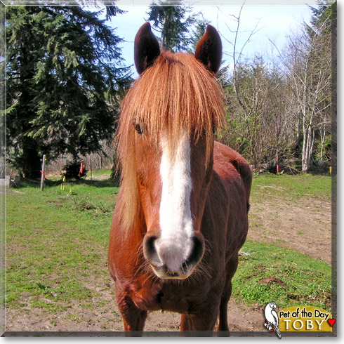 Toby, the Pet of the Day