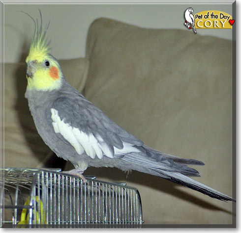 Cory, the Pet of the Day Cory, the Pet of the Day