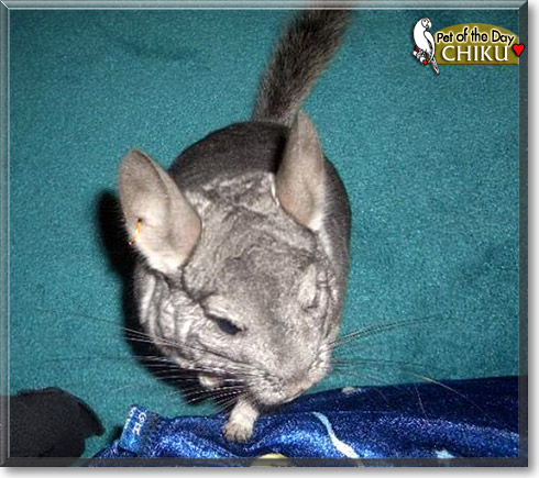Chiku, the Pet of the Day Chiku, the Pet of the Day