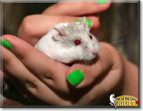 Juliet, the Pet of the Day