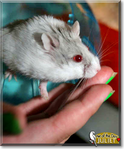 Juliet, the Pet of the Day