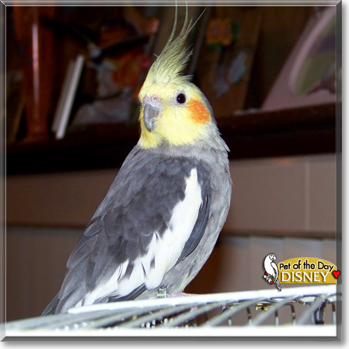 Disney, the Pet of the Day