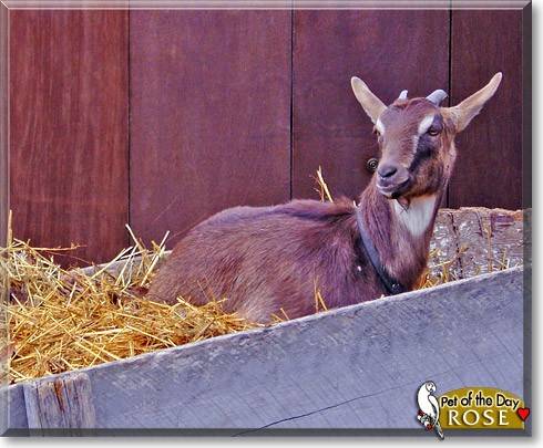 Rose, the Pet of the Day