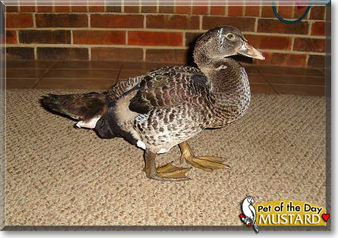 Mustard, the Pet of the Day