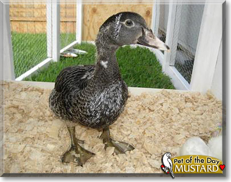 Mustard, the Pet of the Day