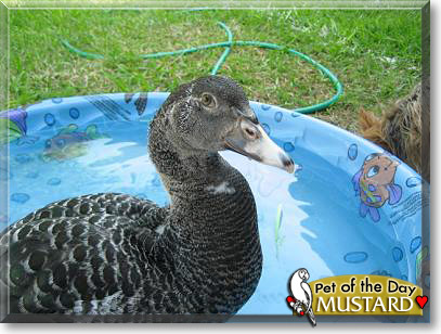 Mustard, the Pet of the Day