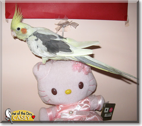 Casey, the Pet of the Day