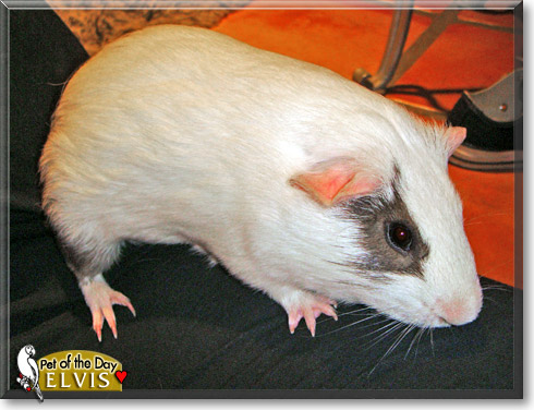 Elvis, the Pet of the Day
