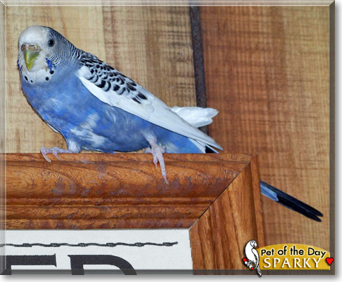 Sparky, the Pet of the Day