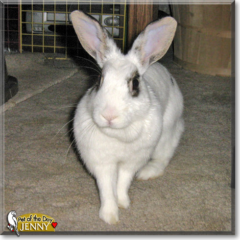 Jenny, the Pet of the Day