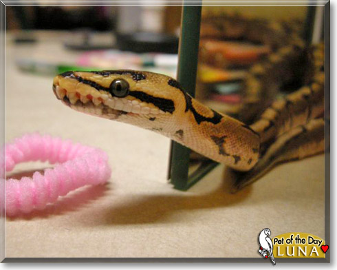 Luna, the Pet of the Day