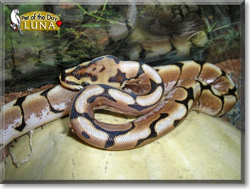 Luna, the Pet of the Day