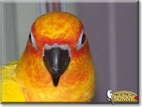 Sonny, the Pet of the Day