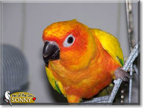Sonny, the Pet of the Day