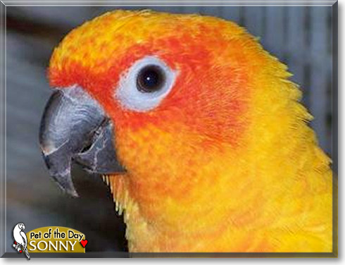 Sonny, the Pet of the Day